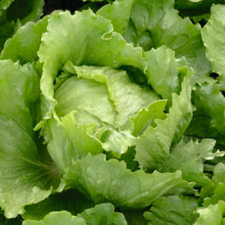 Sałata Bertrice 5000 nasion Primed Pellets ST